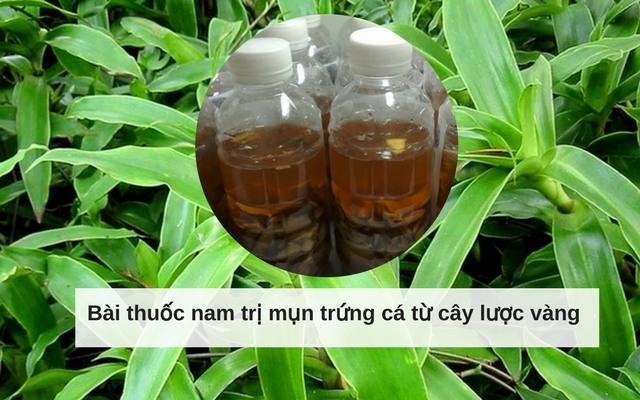 Lược vàng là cây thuốc nam trị mụn trứng cá hiệu quả