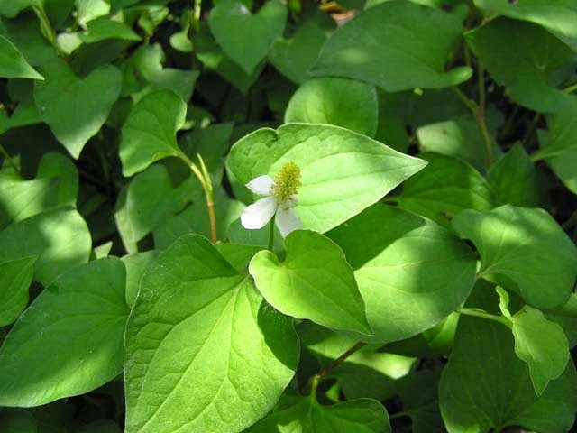 tri-mun-bang-long-trang-trung-ga1