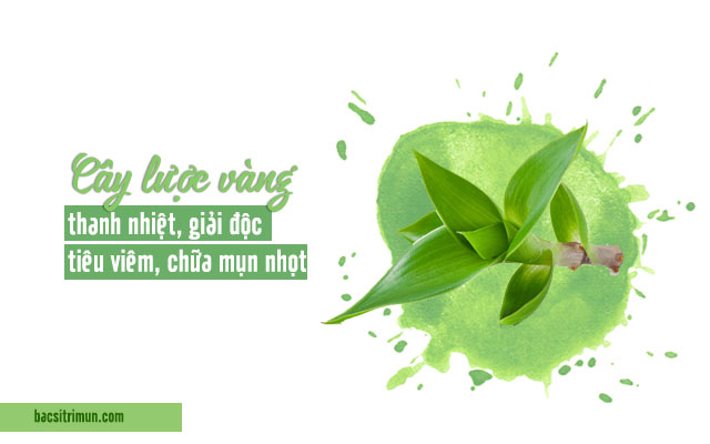cây lược vàng - cây thuốc nam trị mụn nhọt