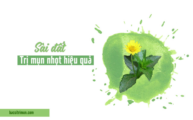 cây sài đất - cây thuốc nam trị mụn nhọt