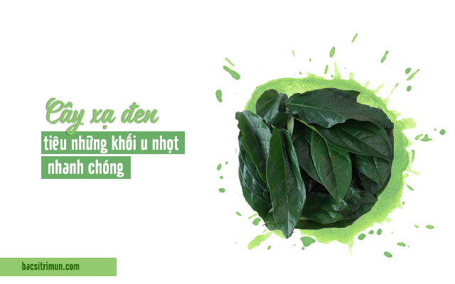 cây xạ đen - cây thuốc nam trị mụn nhọt