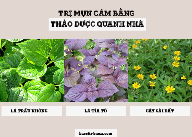 5 cách trị mụn cám bằng thảo dược quanh nhà 