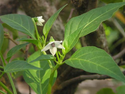 meo-tri-het-mun-boc-sung-dau-bang-la-cay-tu-nhien