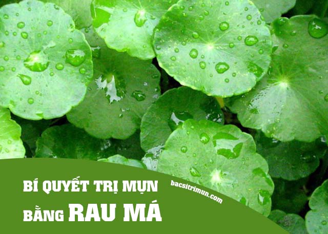 cách trị mụn bằng rau má 