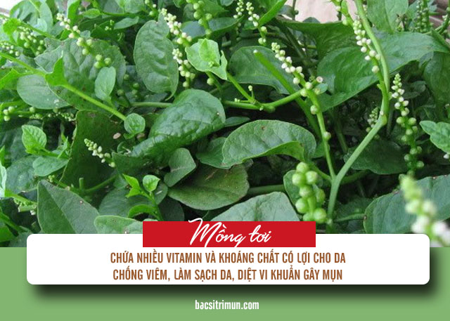 công dụng trị mụn trứng cá của mồng tơi