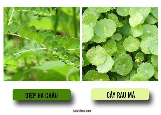 Các loại thảo dược trị mụn tốt nhất