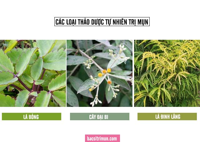 các loại thảo dược trị mụn