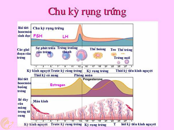 Sự thay đổi nội tiết tố trong cơ thể gây ra tình trạng mụn