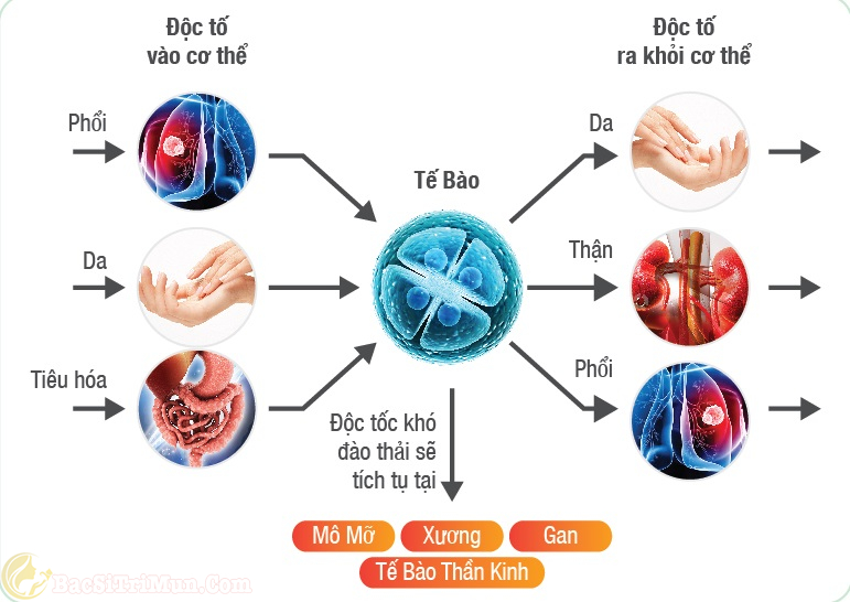 Sự tích tụ độc tố trong cơ thể làm xuất hiện mụn