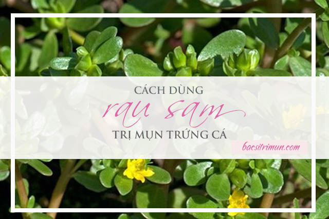 rau sam trị mụn trứng cá