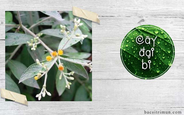 cây đại bi là một thảo dược trị mụn